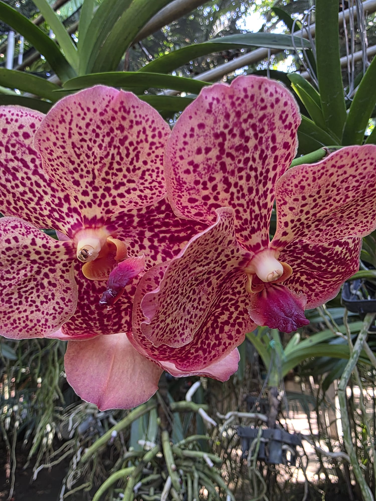 Image pour le livre du souvenir